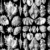 41 SEASHELLS